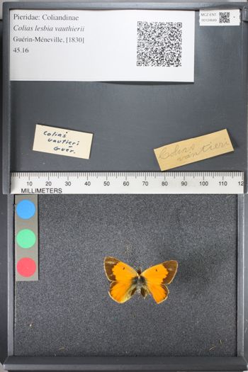 Media type: image;   Entomology 124649